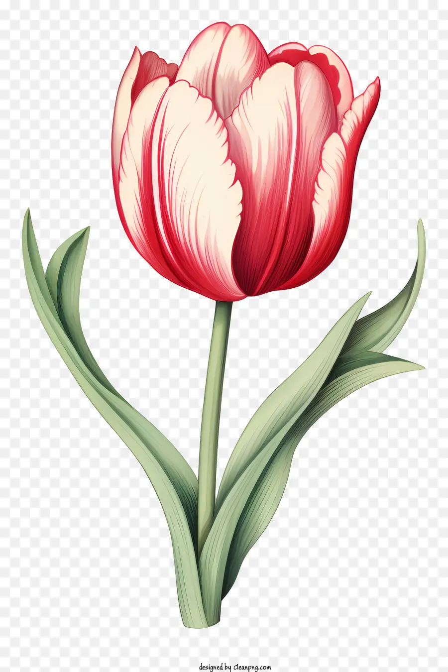 Tulipe Rouge，La Photographie De Fleurs PNG