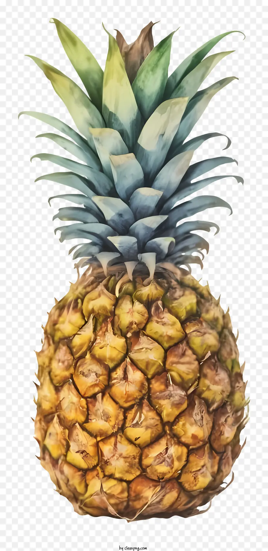 Peinture à L'aquarelle，Ananas PNG