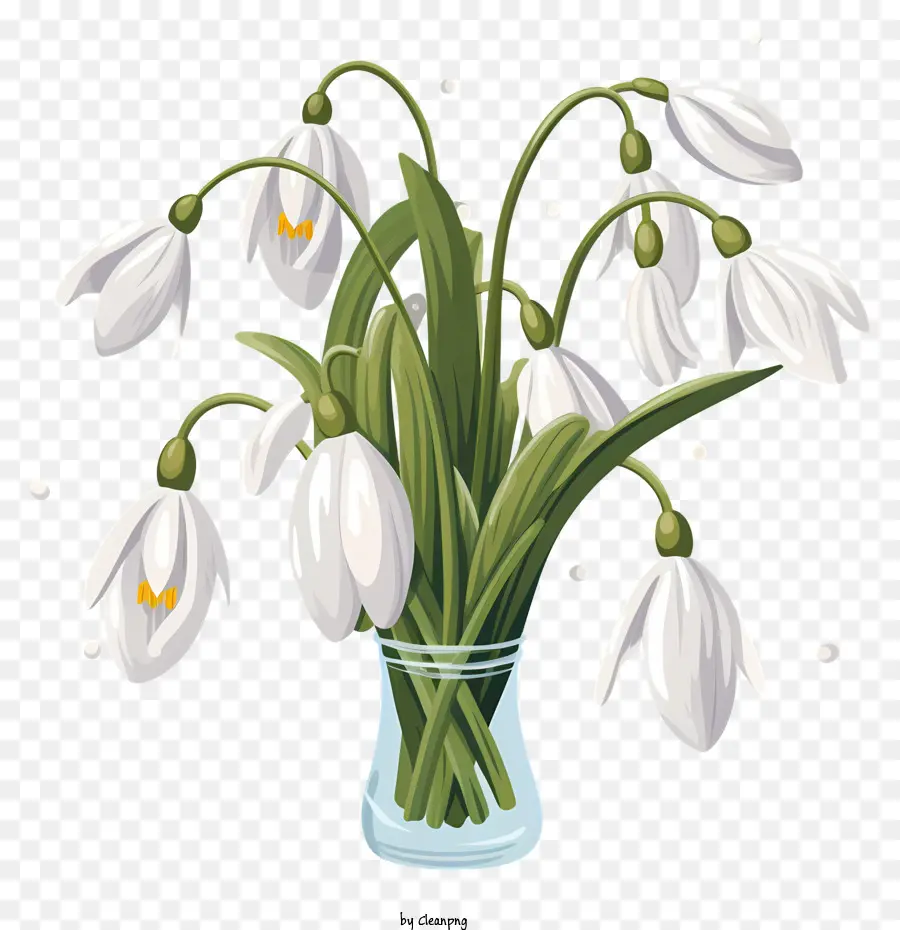 Vase En Verre，Snowdrops En Fleurs PNG