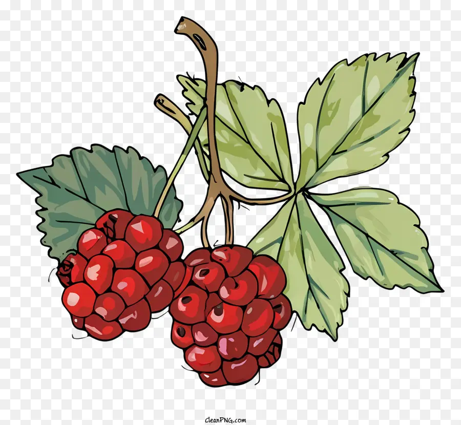 Framboise，Framboises PNG