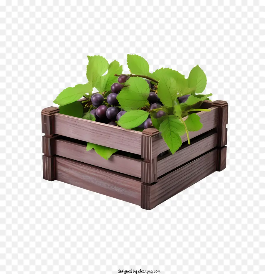 Prune，Caisse De Plantes PNG