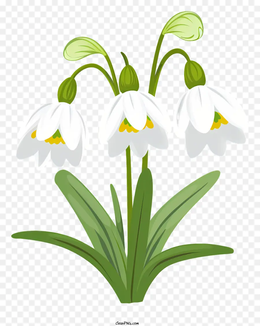 Les Perce Neige，Fleurs Blanches PNG