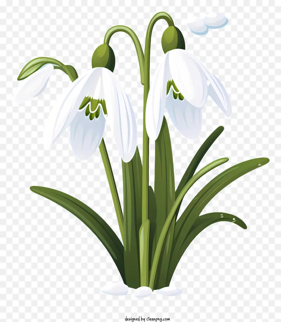 Fleur De Perce Neige，Perce Neige Blancs PNG