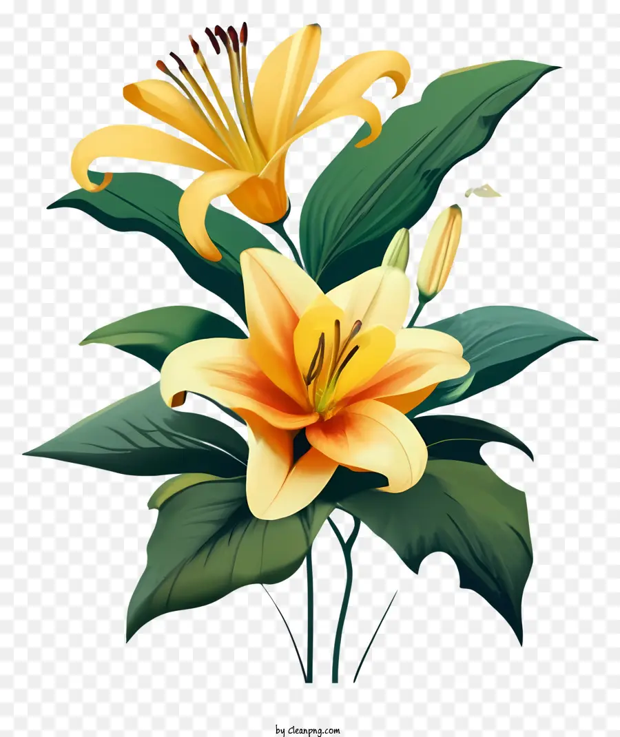 Lis Jaune，Fleur Vibrante PNG