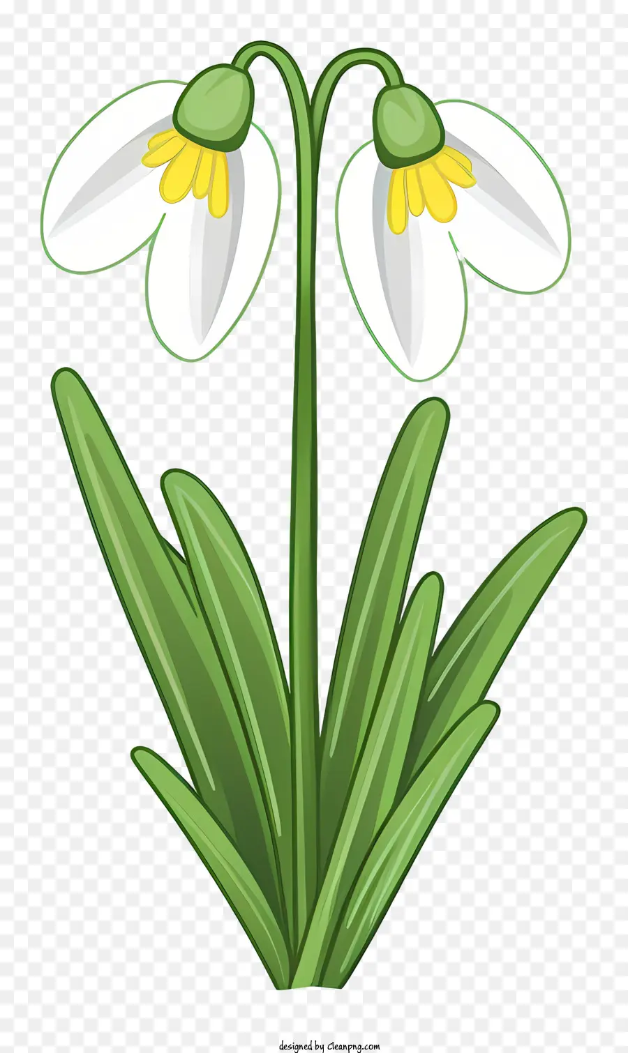 Fleur，Perce Neige PNG