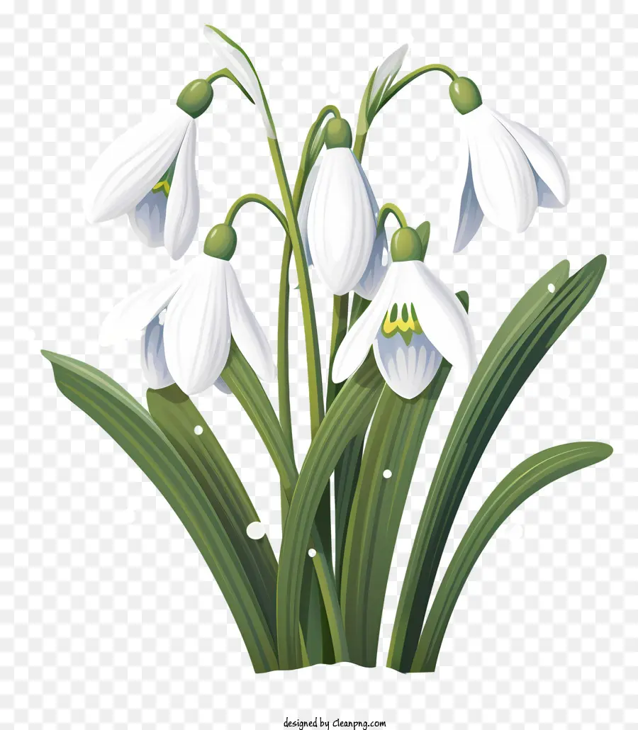 Les Perce Neige，Fleurs PNG