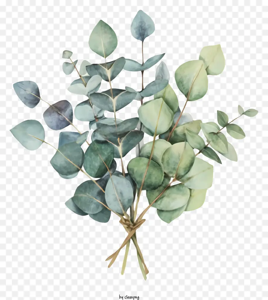 Les Feuilles D'eucalyptus，Bouquet PNG
