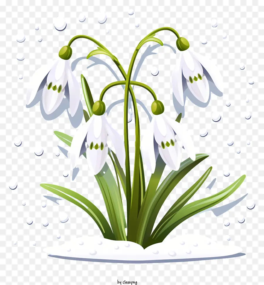 Fleur Blanche，Perce Neige Blancs PNG