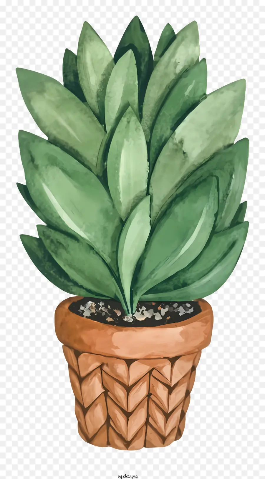 Plante Succulente，Pot D'argile Brun PNG