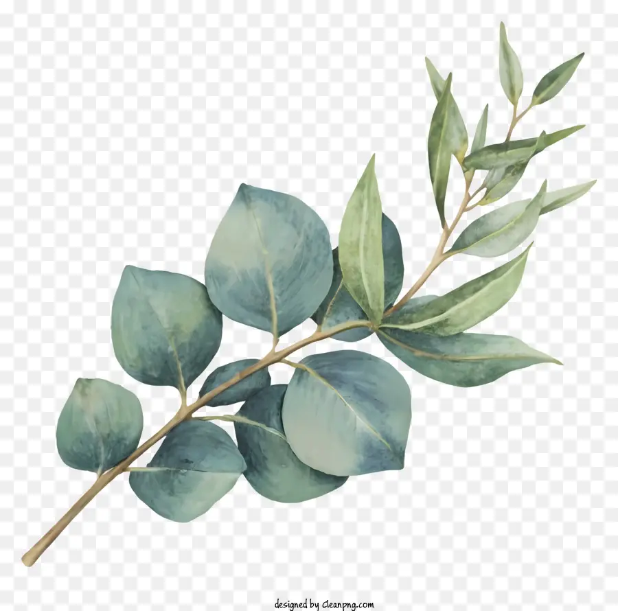 Arbre D'eucalyptus，Branche PNG