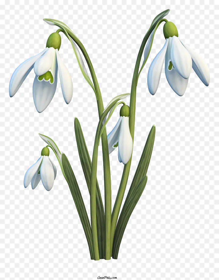 Perce Neige，Blanc PNG