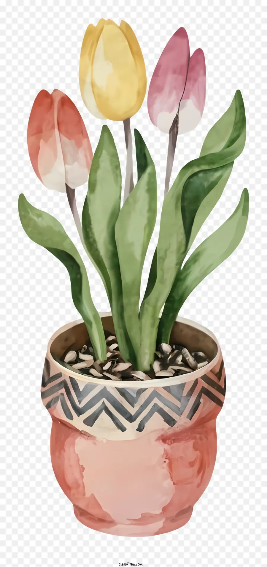 Tulipes，Fleurs De Tulipes PNG