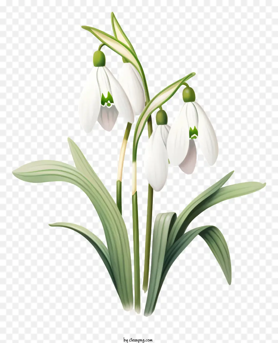 Fleur De Perce Neige，Perce Neige PNG