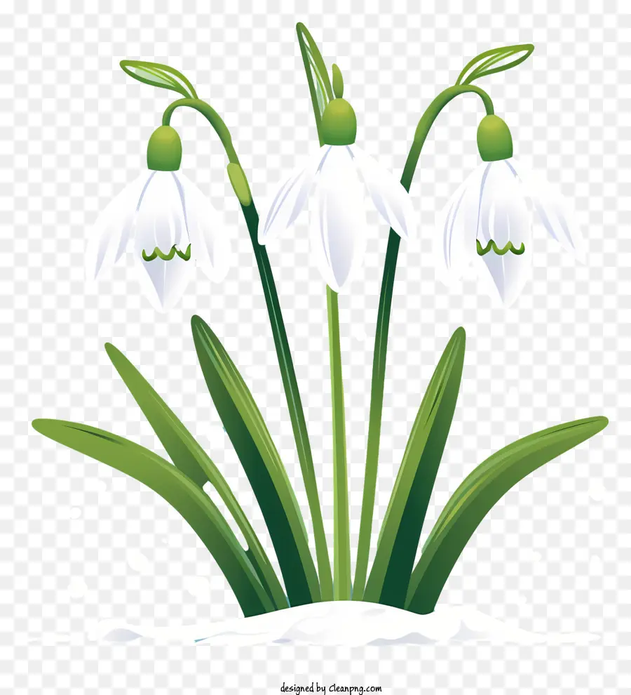 Les Perce Neige，Fleurs Blanches PNG