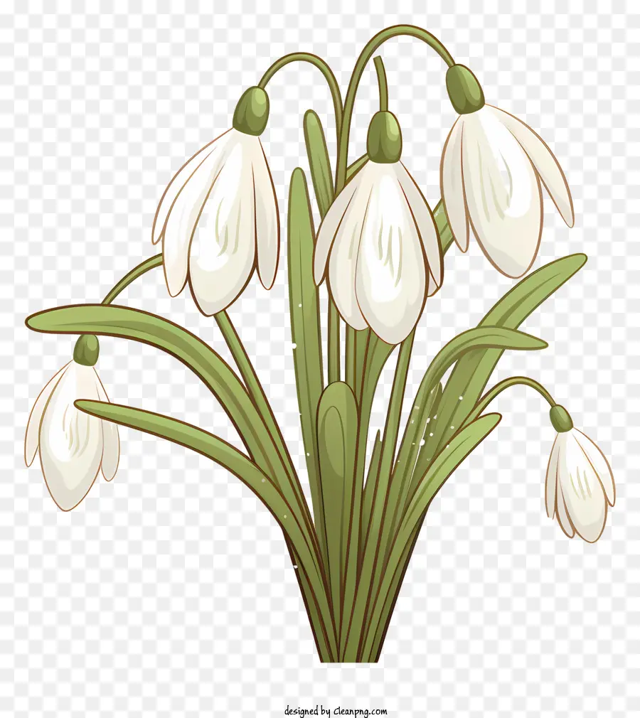 Fleur De Perce Neige，Perce Neige PNG