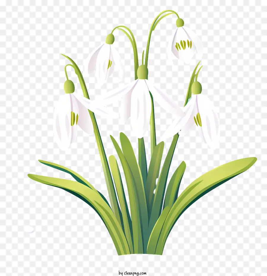 Fleur De Perce Neige，Fleurs Blanches PNG