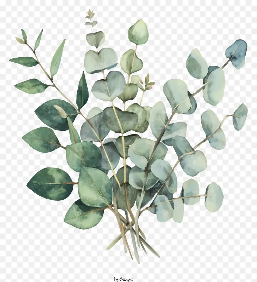 Les Feuilles D'eucalyptus，Bouquet PNG