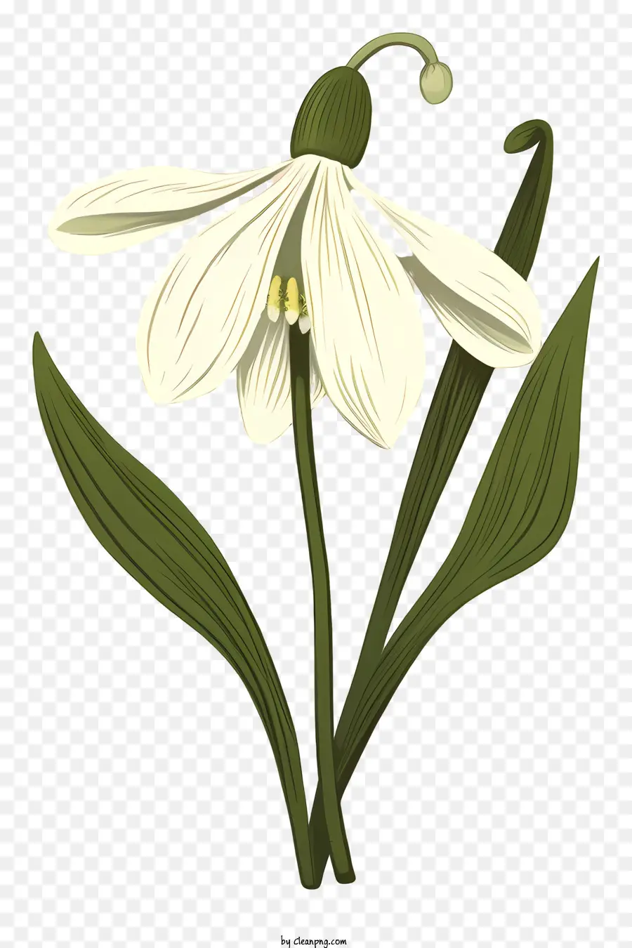Fleur Blanche，Pétales Longs PNG