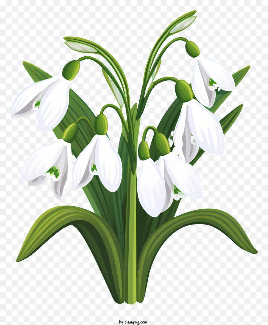 Perce Neige，Perce Neige Blancs PNG