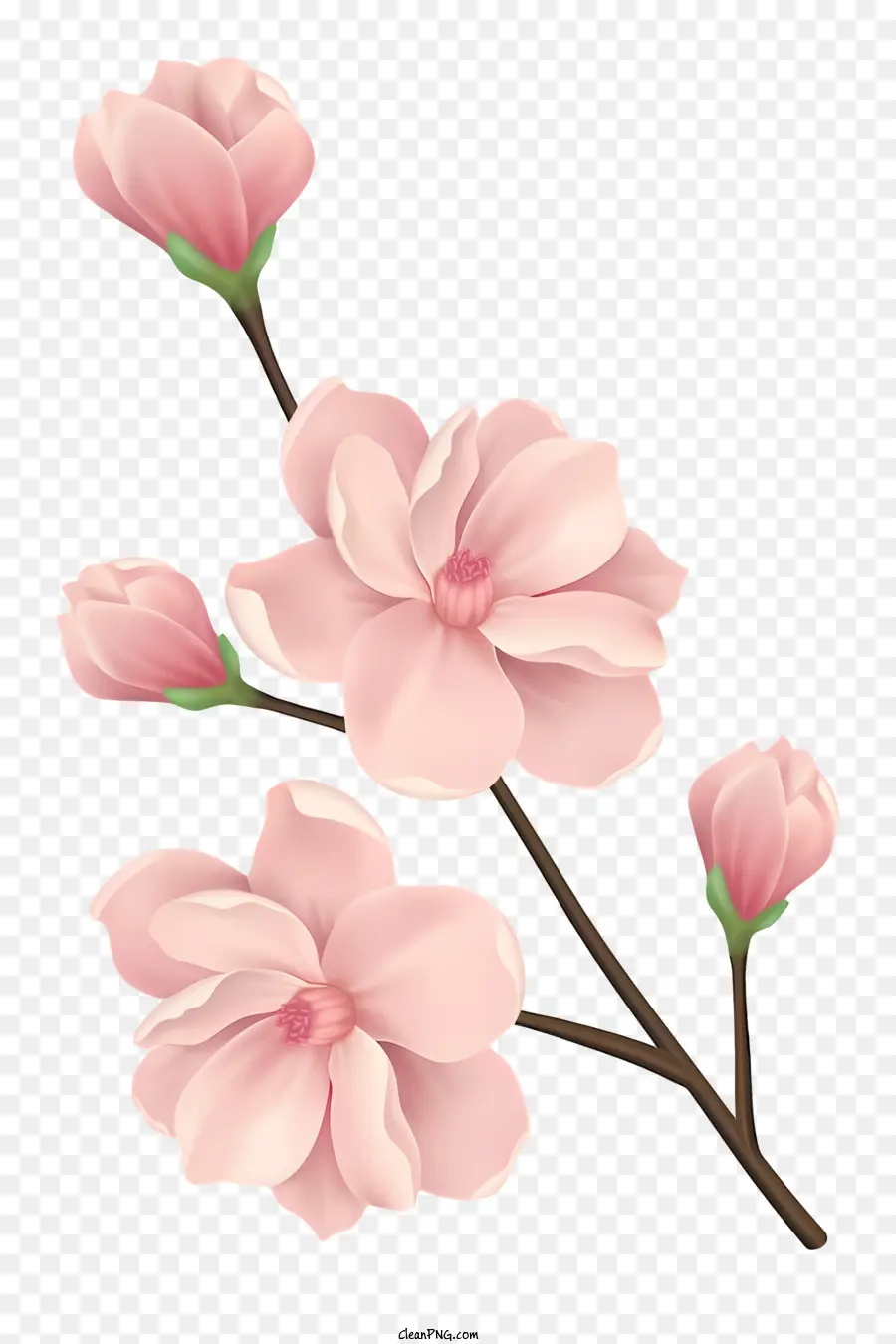 Rose Fleur，Pétale De Fleur PNG