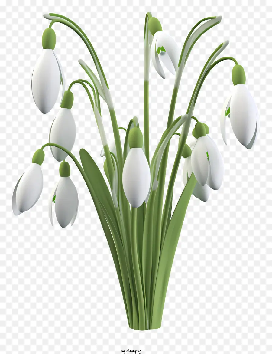 Perce Neige，Blanc PNG