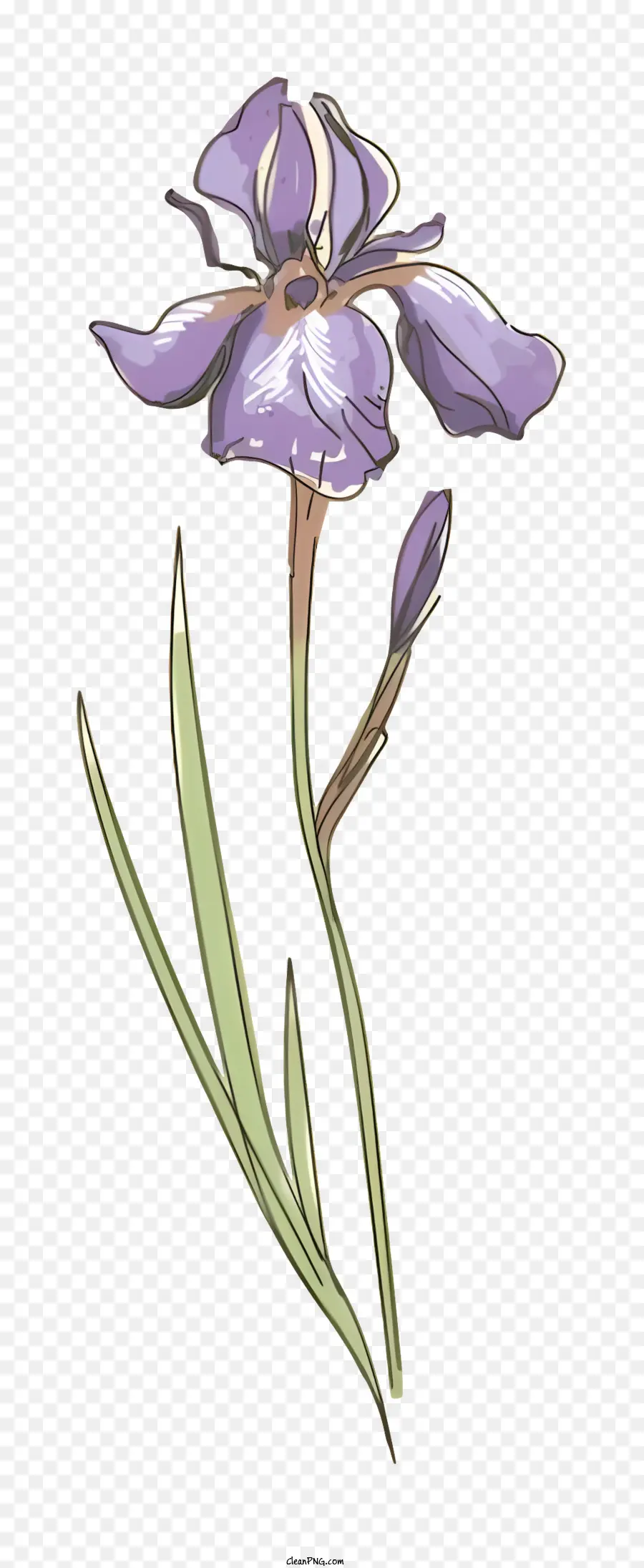 Fleur D'iris Violet，Fleur Violette PNG