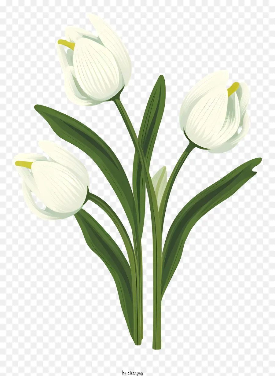 Fleur Blanche，Pleine Floraison PNG