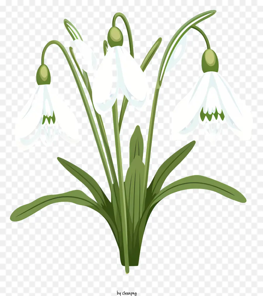 Perce Neige，Fleurs Blanches PNG