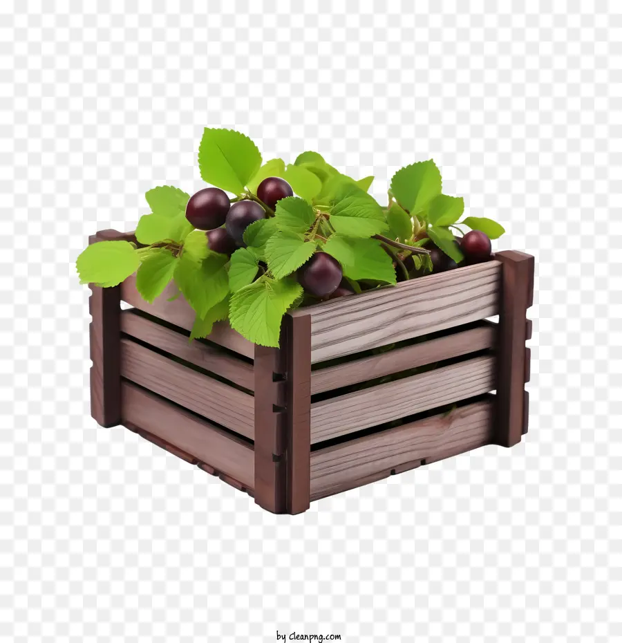 Prune，Cerises PNG