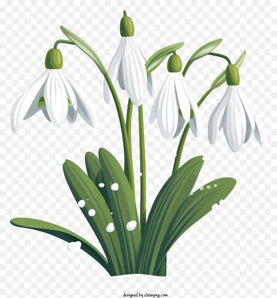 Les Perce Neige，Fleurs Blanches PNG