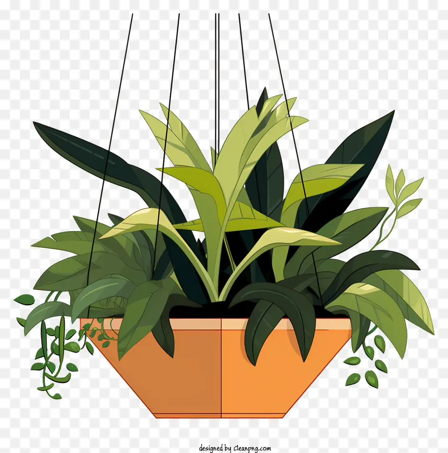 Plante Suspendue，Pot PNG