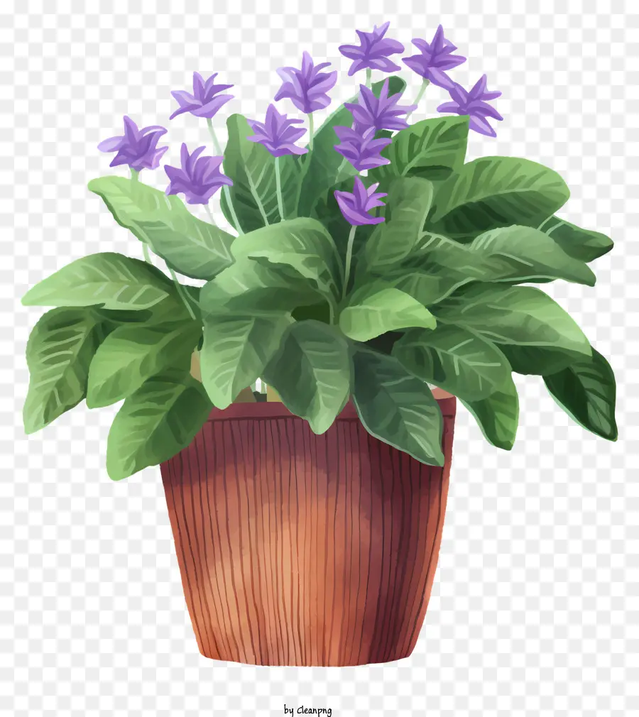 Plante En Pot，Feuilles PNG