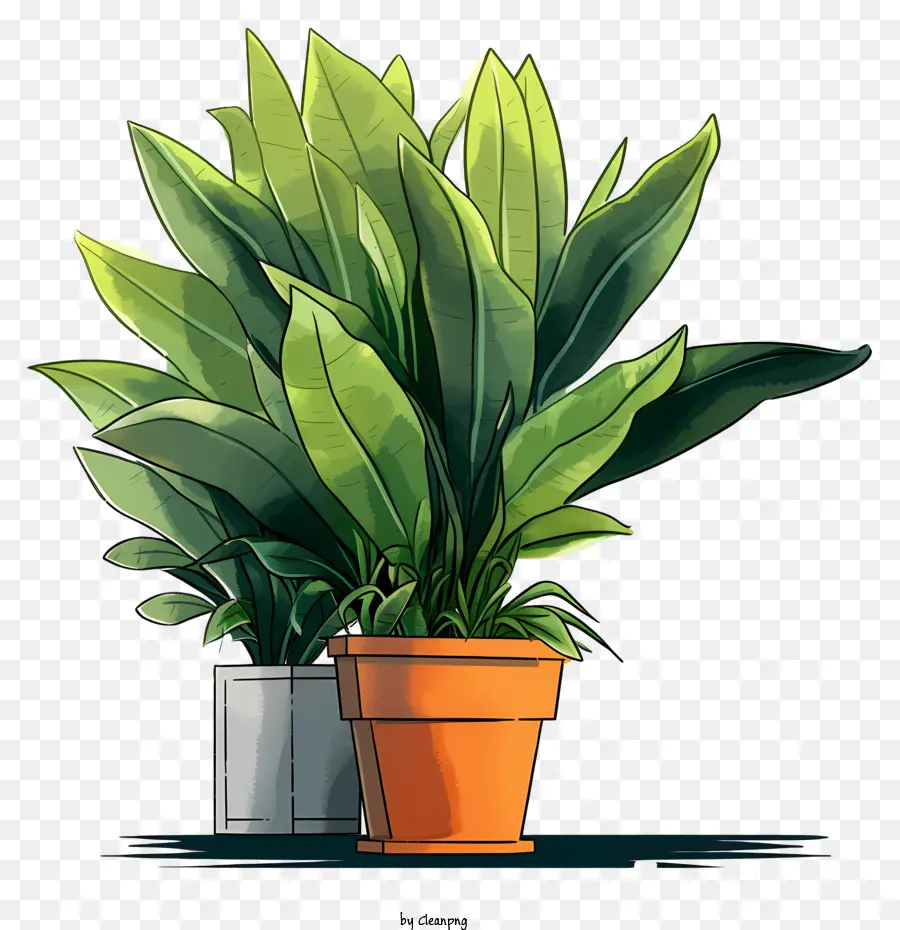 Plante D'intérieur，Plante En Pot PNG