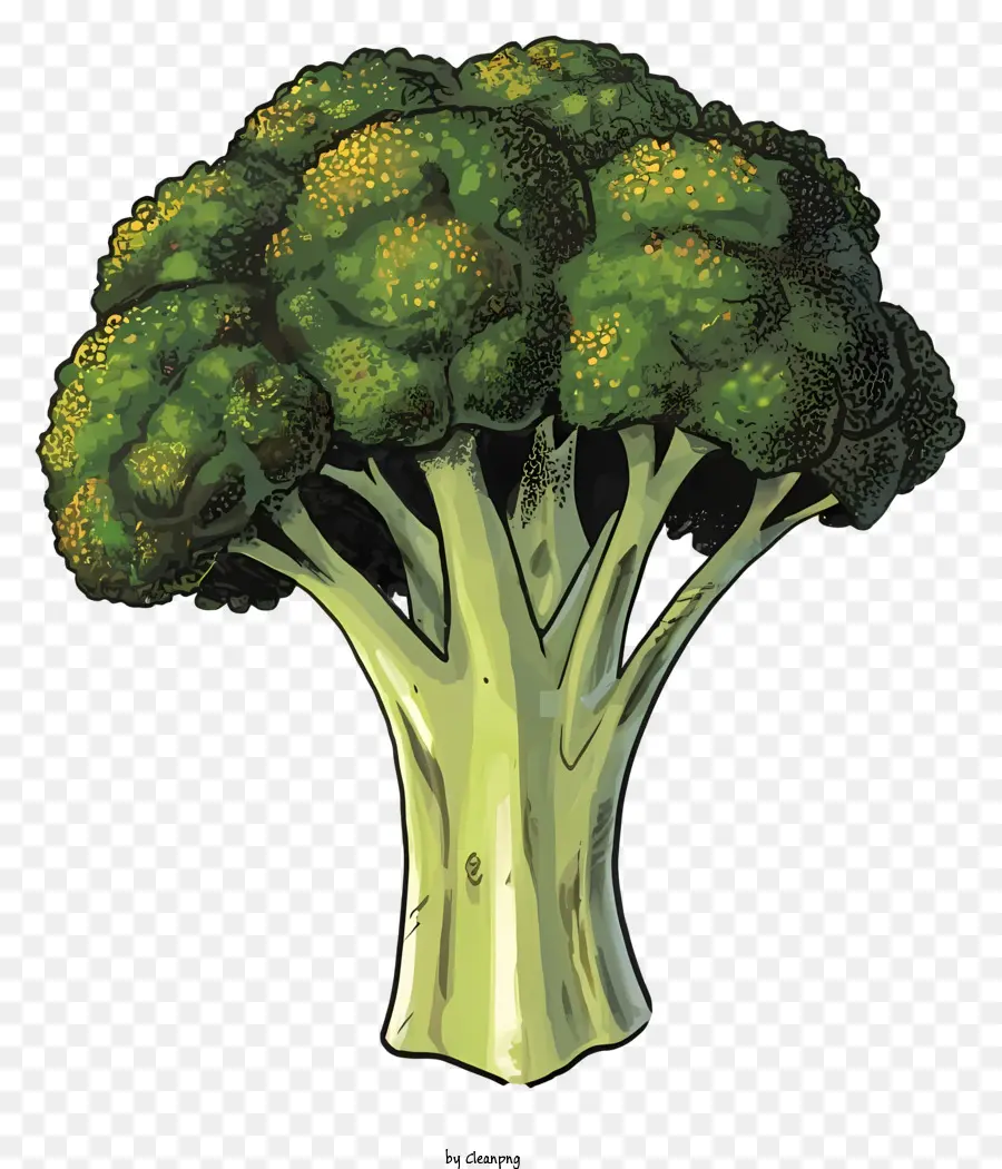 Brocoli，De La Famille Des Crucifères Légumes PNG