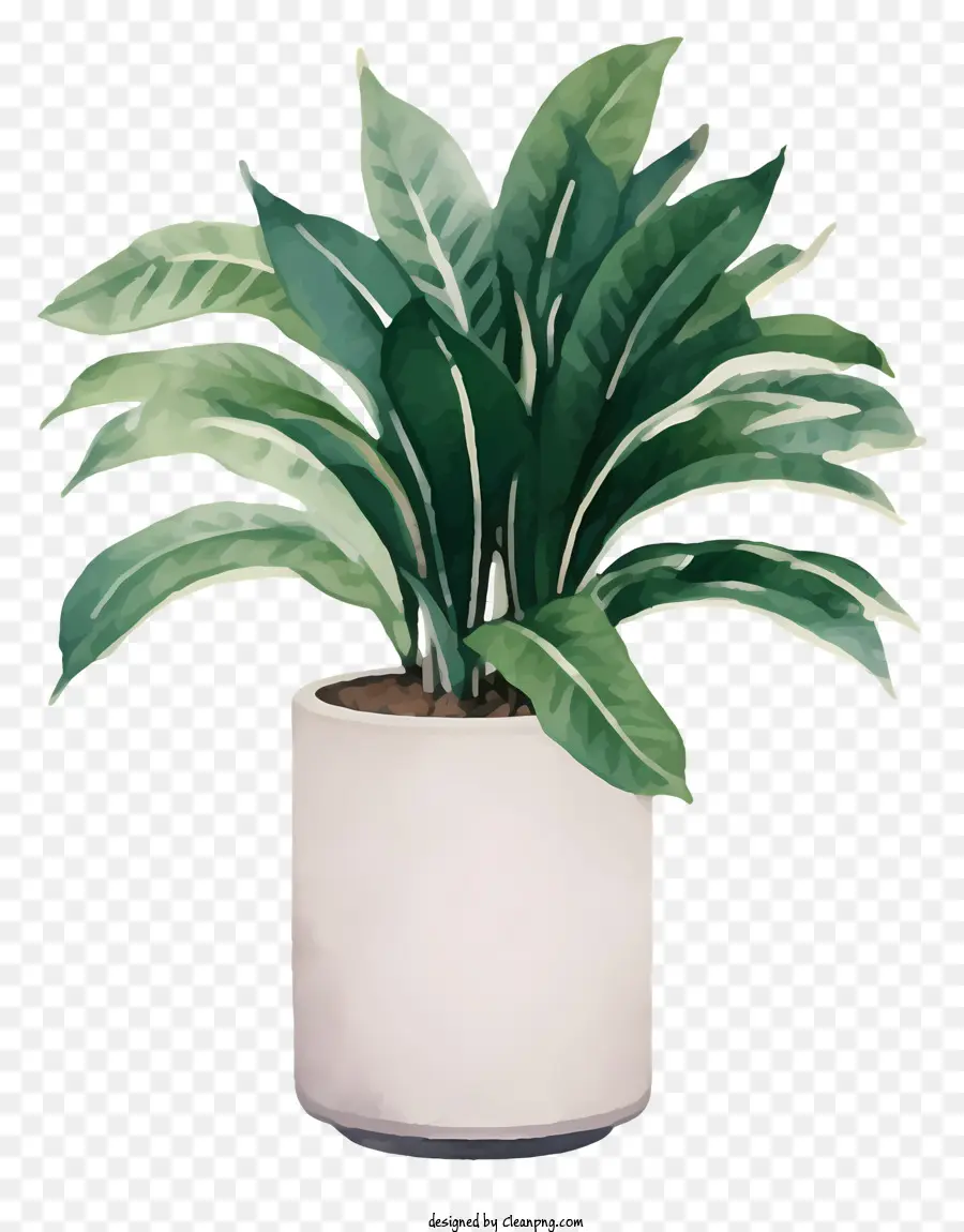 Vase En Céramique Blanc，Plante Verte PNG