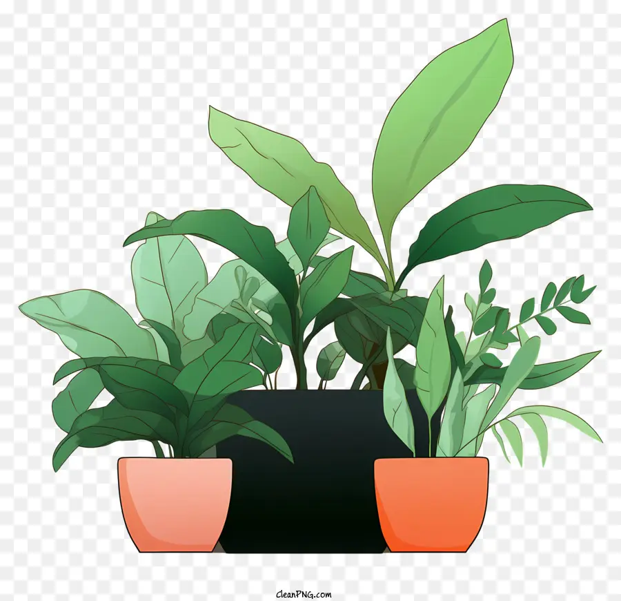 Les Plantes D'intérieur，Les Plantes En Pot PNG