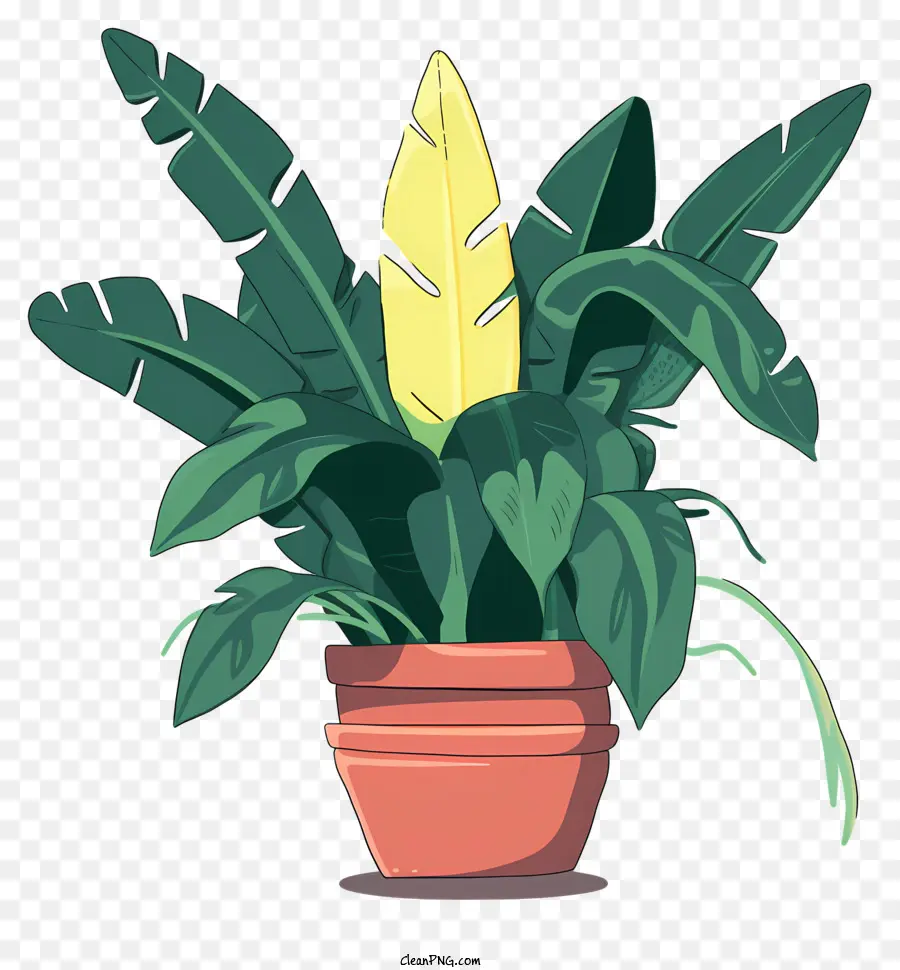 Bananier，Plante En Pot PNG