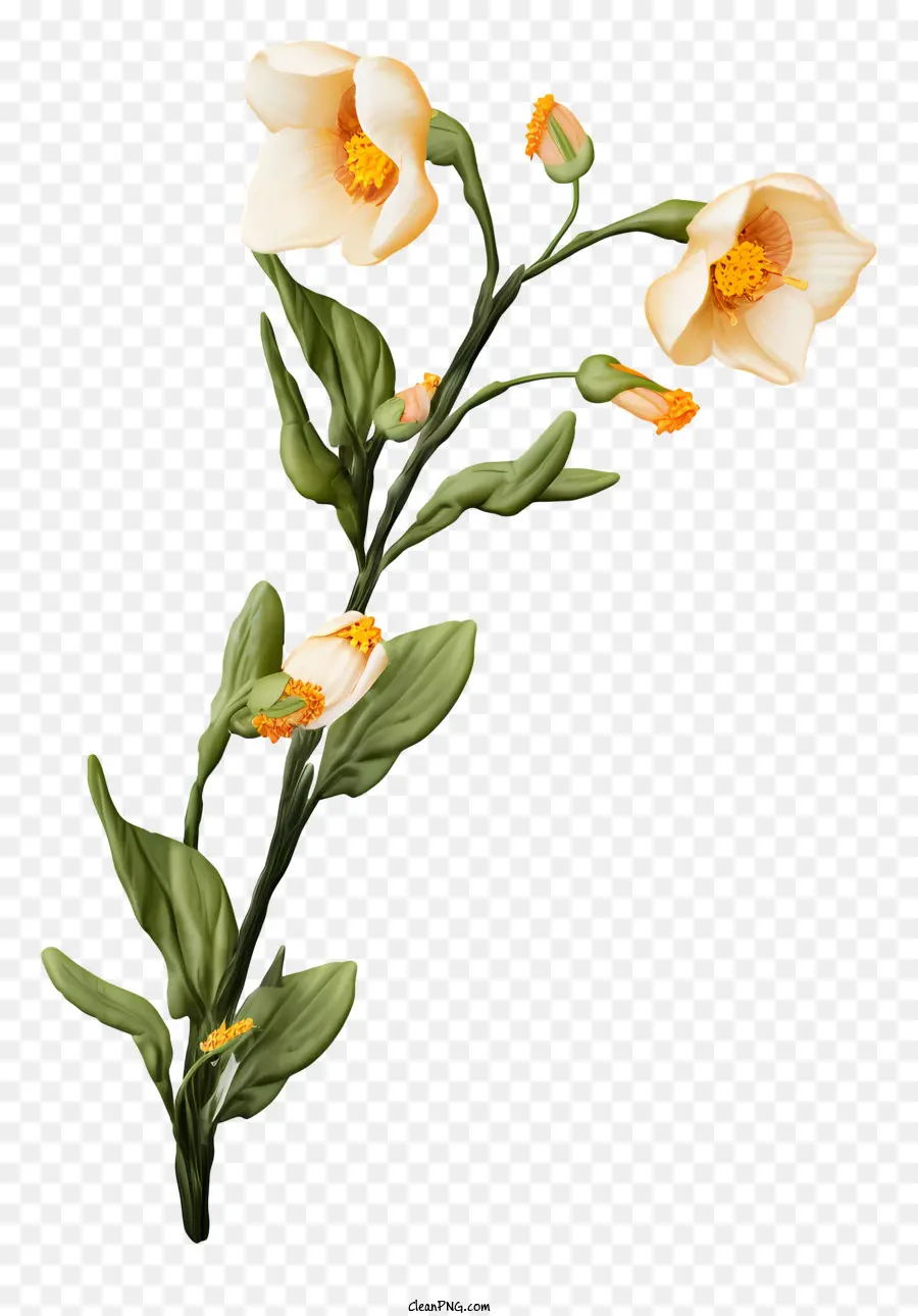 Branche Des Fleurs，Fleurs Blanches PNG