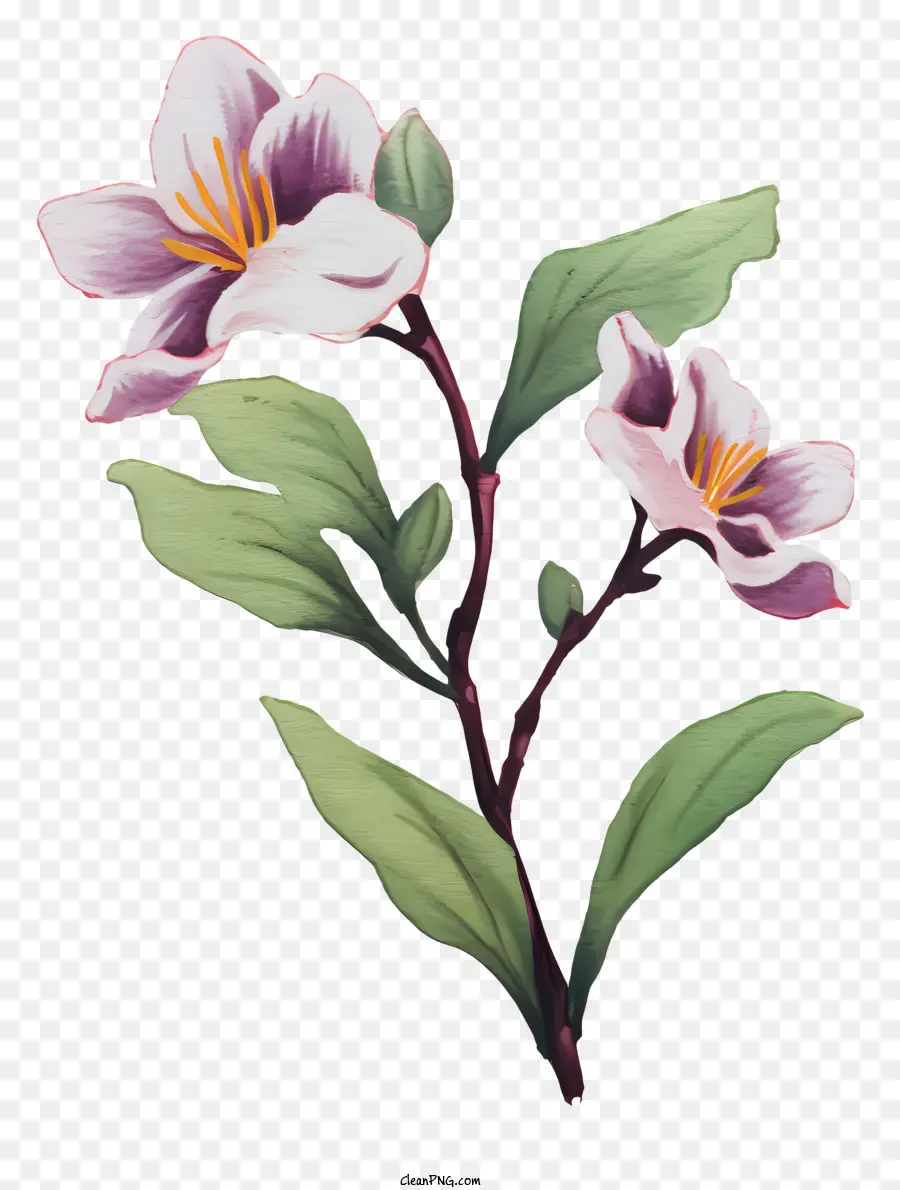 Fleur Blanche，Fleurs PNG