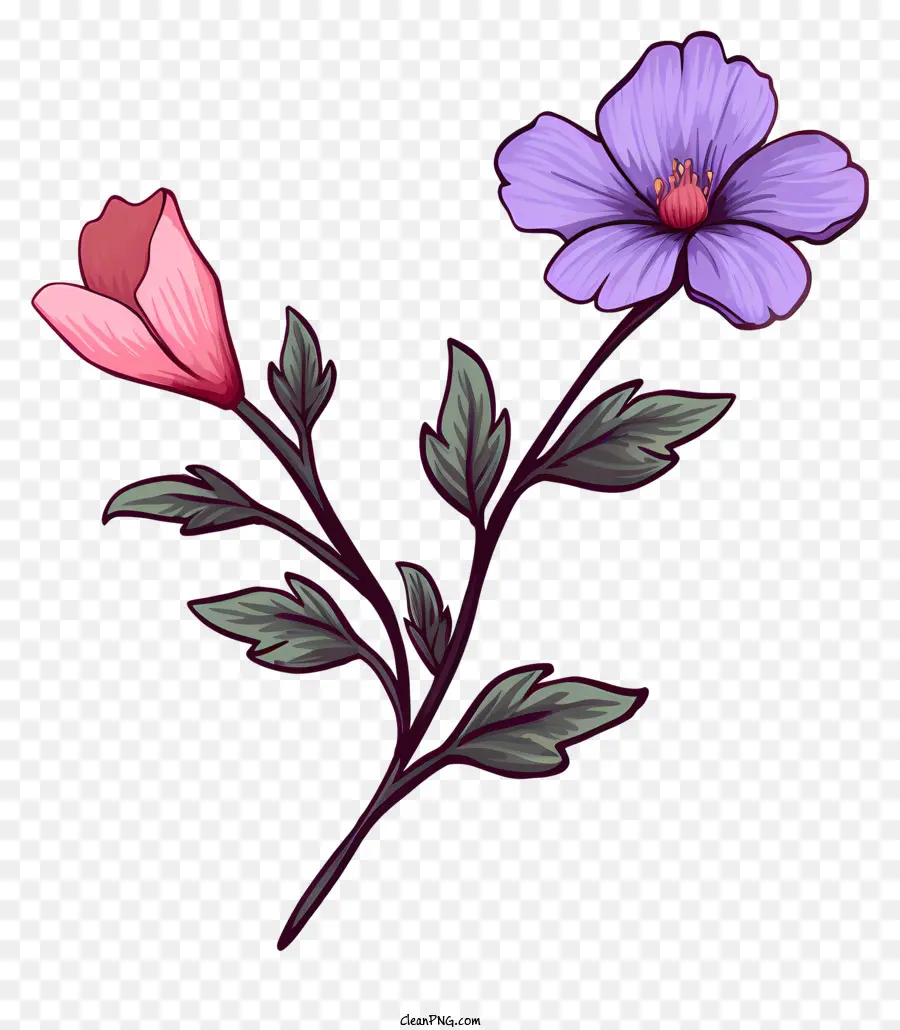 Fleur，Des Pétales De Rose PNG