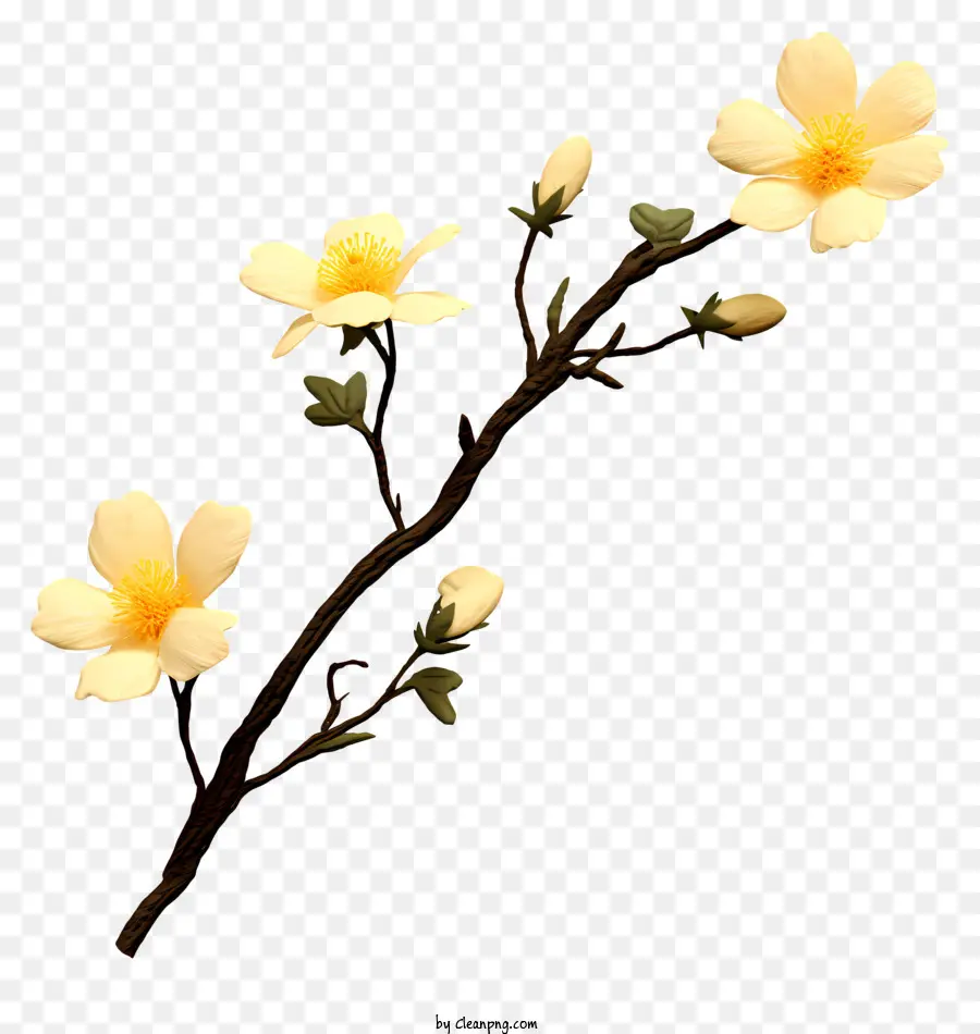 Fleur Blanche，Fleurs Blanches PNG