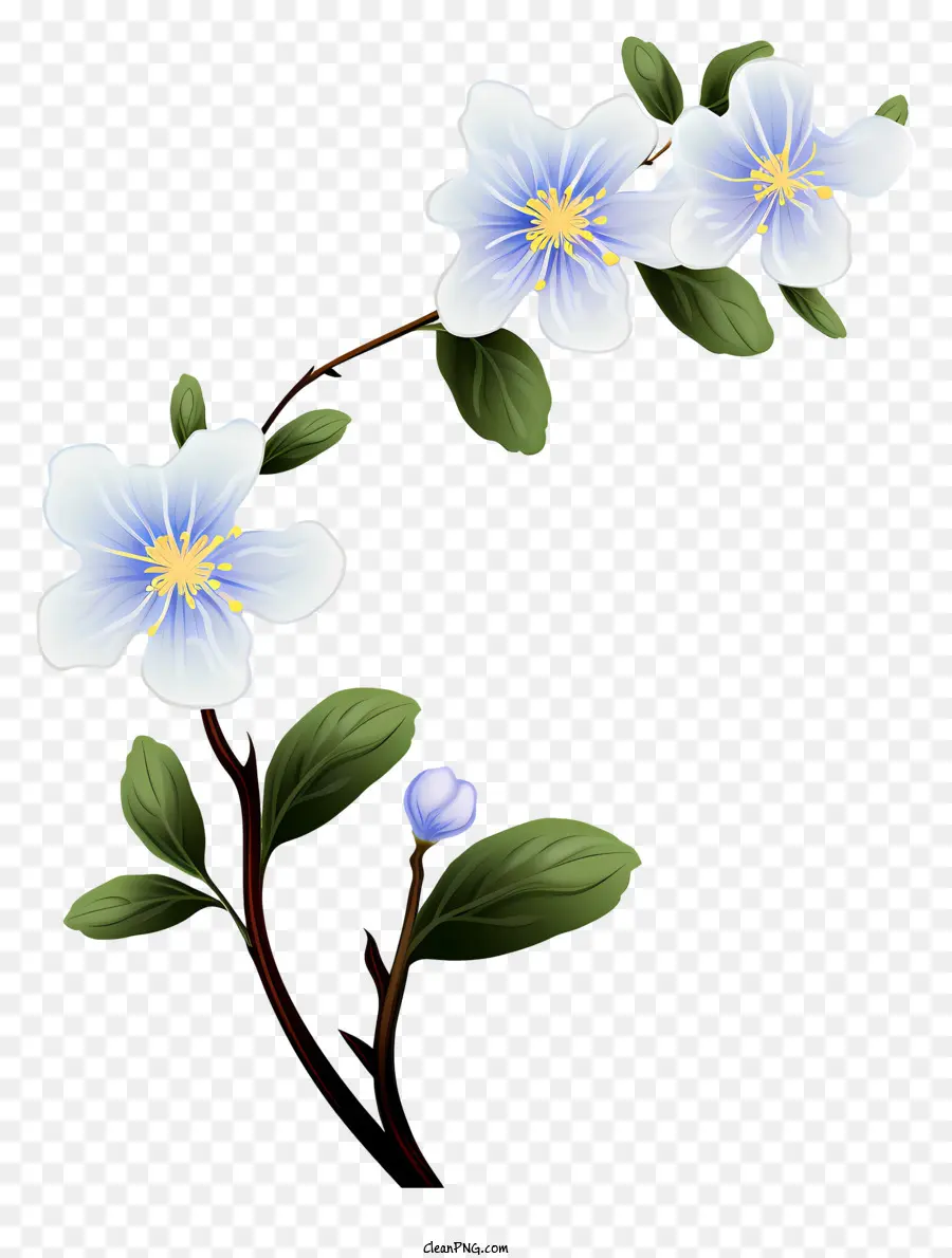Fleurs Blanches，Centres Bleus PNG