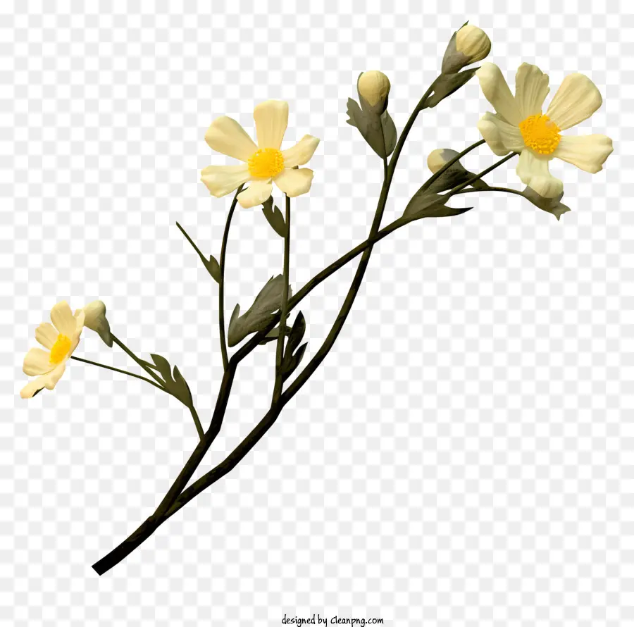 Petite Fleur Blanche，Centres Jaunes PNG