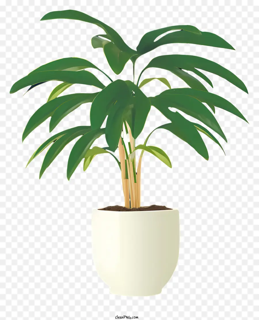 Grande Plante，Blanc Pot PNG