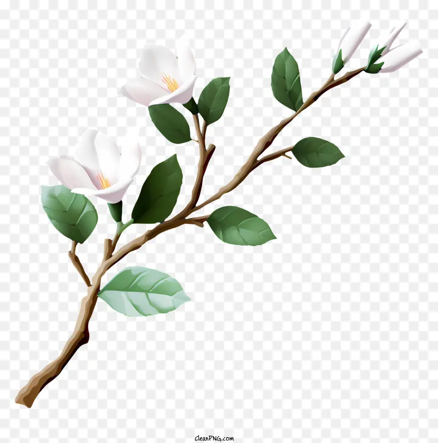 Fleurs Blanches，Fleur PNG