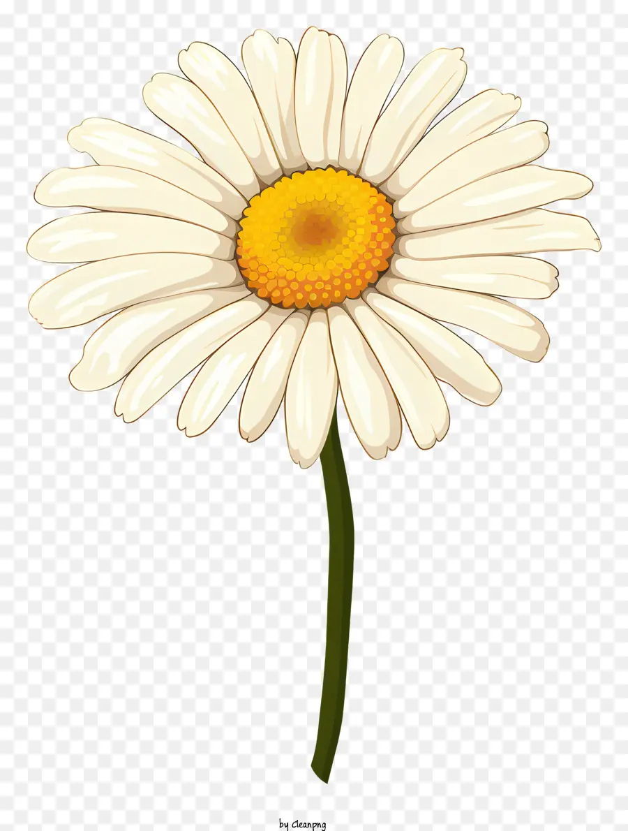 Daisy Blanche，Fleur PNG