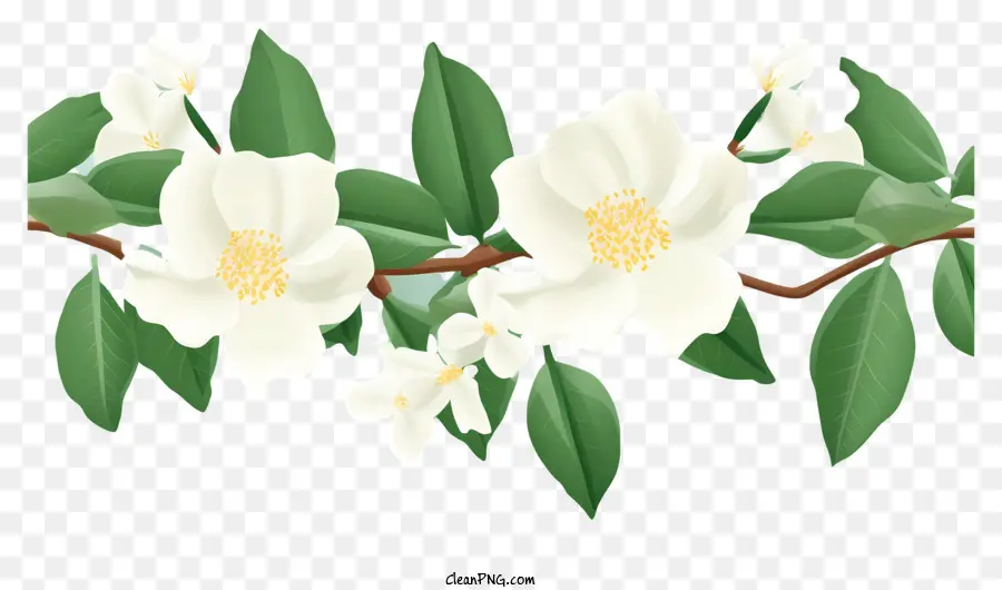 Fleurs Blanches，Fleurir PNG