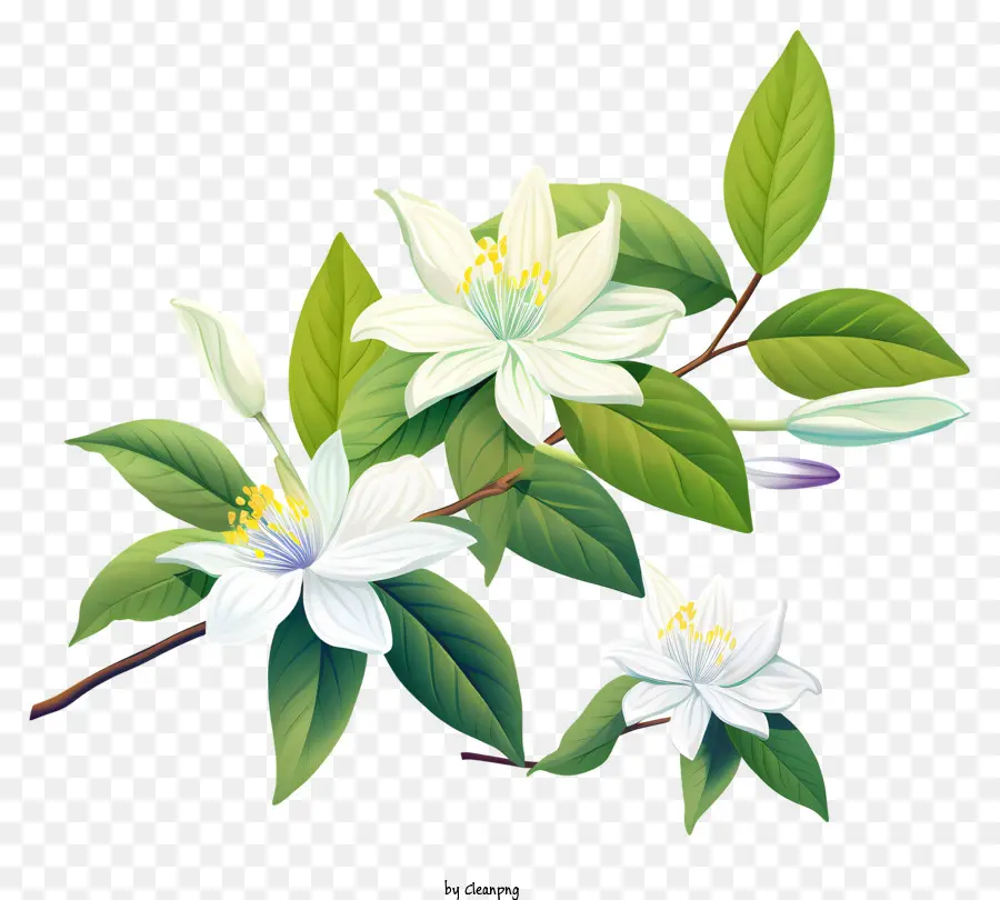 Fleur，Jasmin Blanc PNG