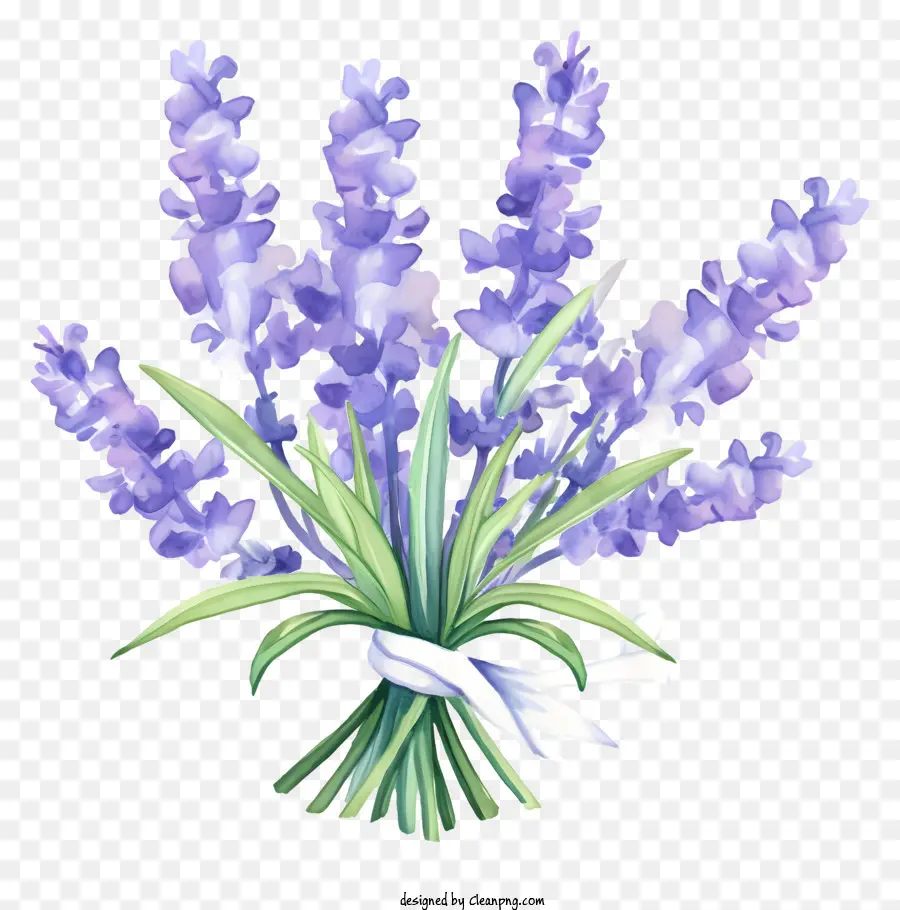 Fleurs De Lavande Violet，Bouquet De Lavande PNG
