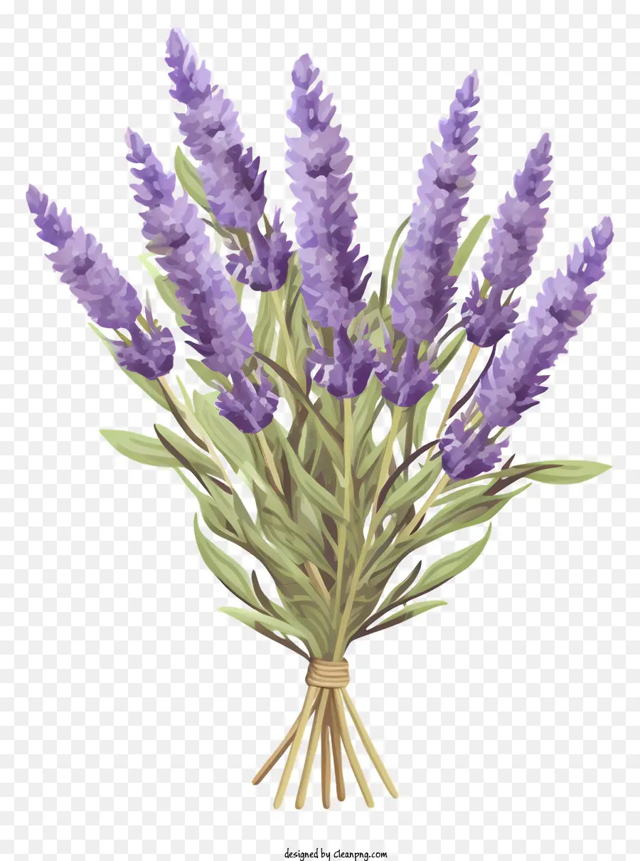 Bouquet De Lavande，Lavande PNG